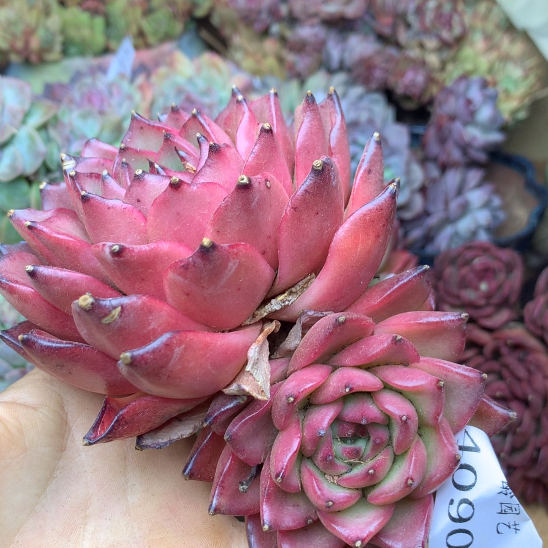 4090杂交精品基地12厘米