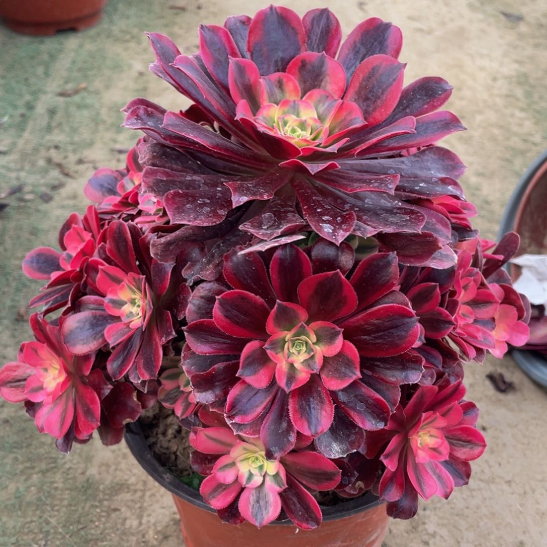 372美杜莎精品法师多肉