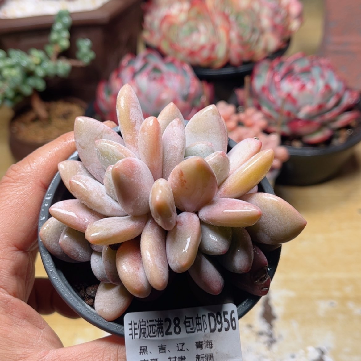 【闪购商品】956粉兔