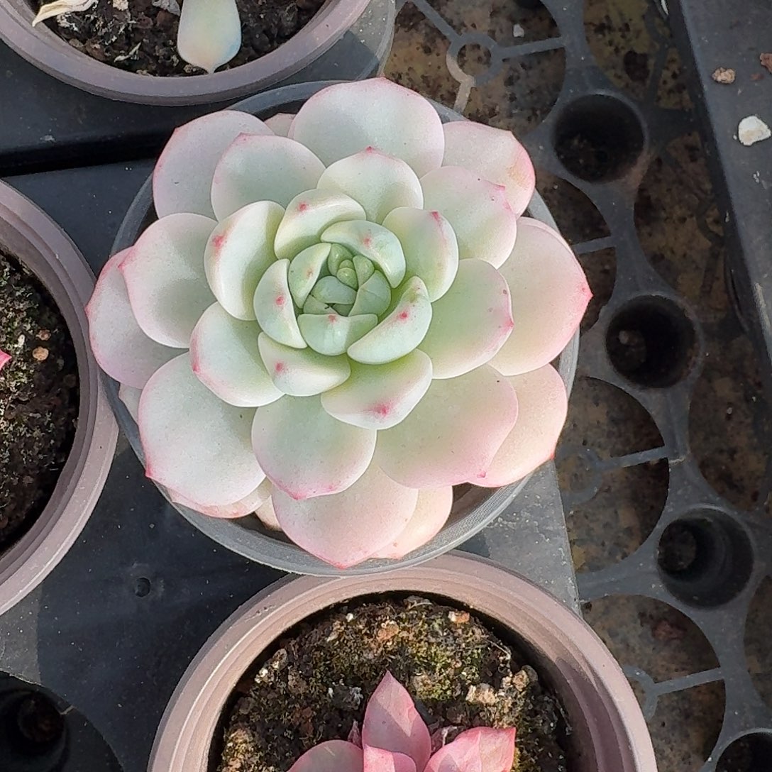 香草一物一拍好看