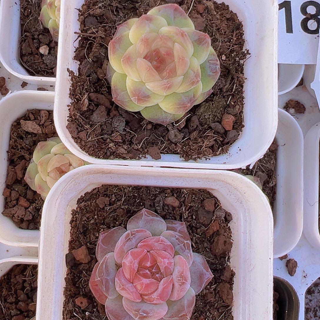 小鼻嘎精品冰魄2颗19？