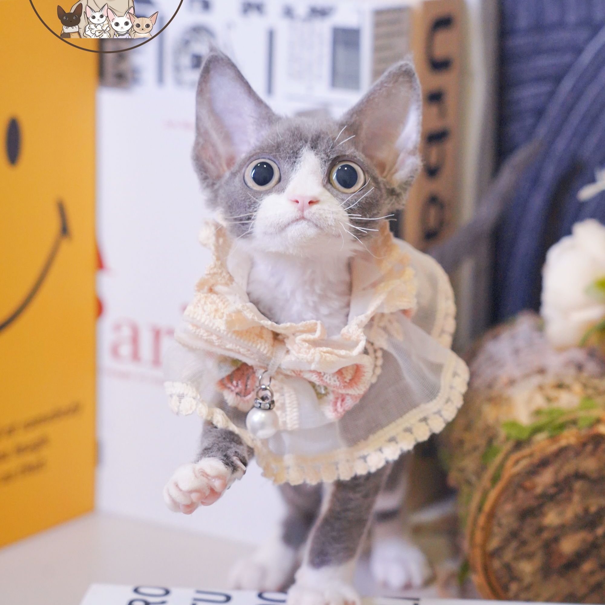 蓝白妹妹 2个月 德文卷毛猫