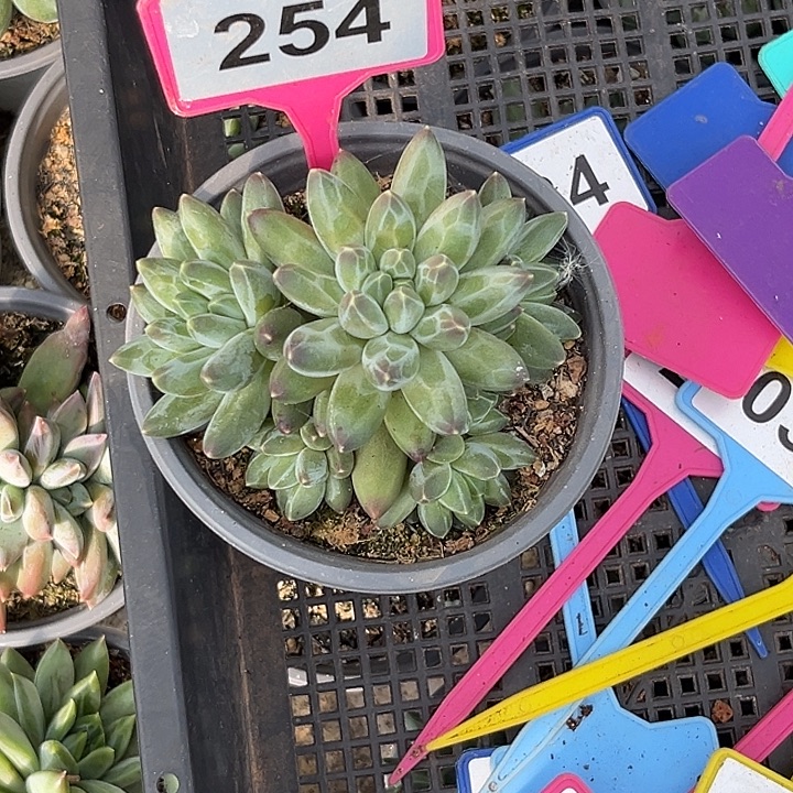 多肉植物伊卡鲁斯254