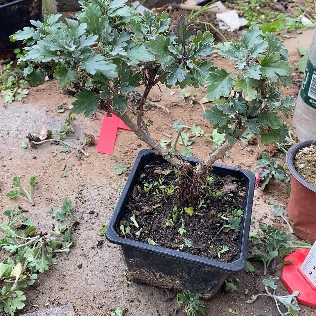 s***g完全开放盆景菊花