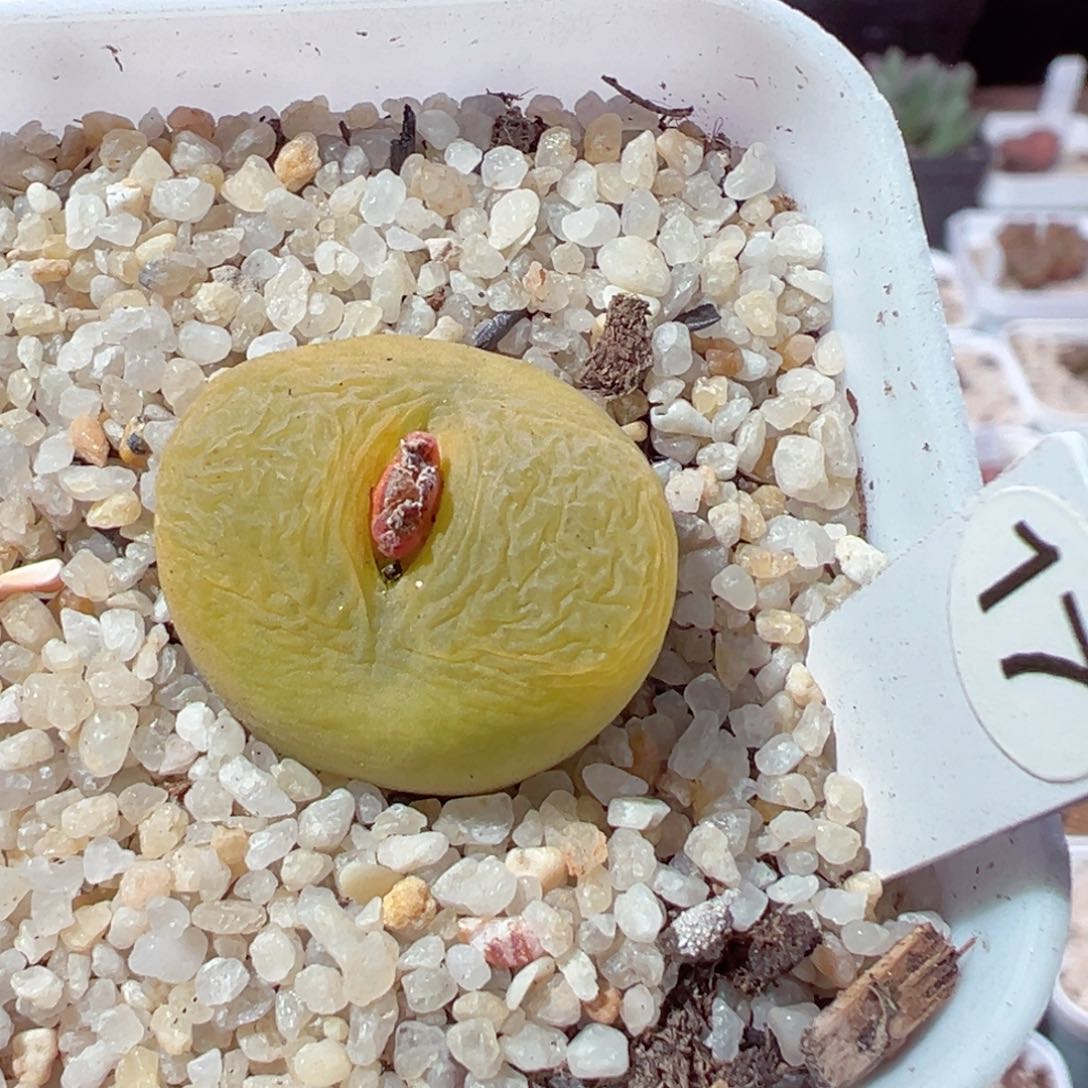 王***木113-240.我是真的