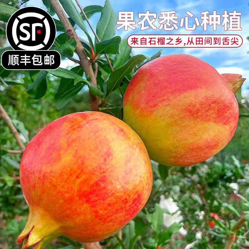 【顺丰包邮】四川会理突尼斯苹果软籽石榴5斤新鲜应季足饱满甜.