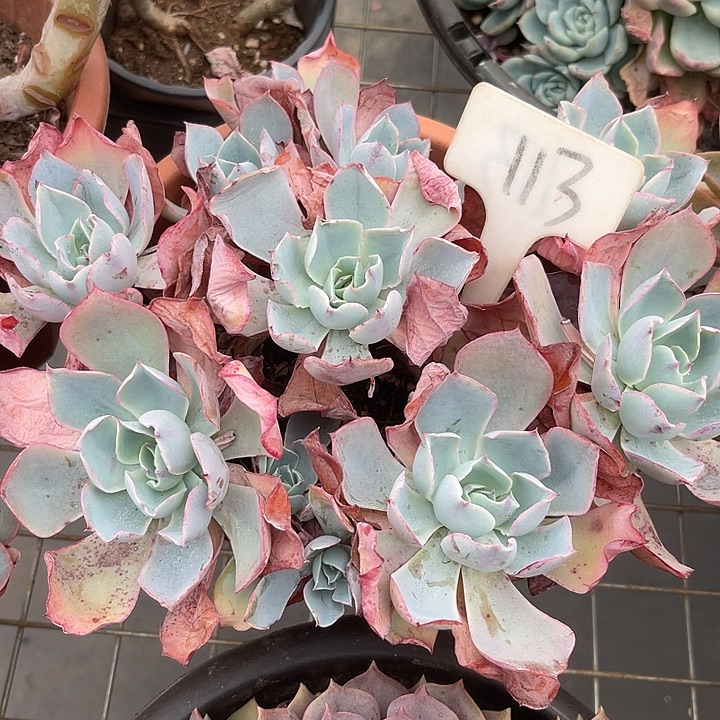 两单包邮，一物一拍113白玫瑰