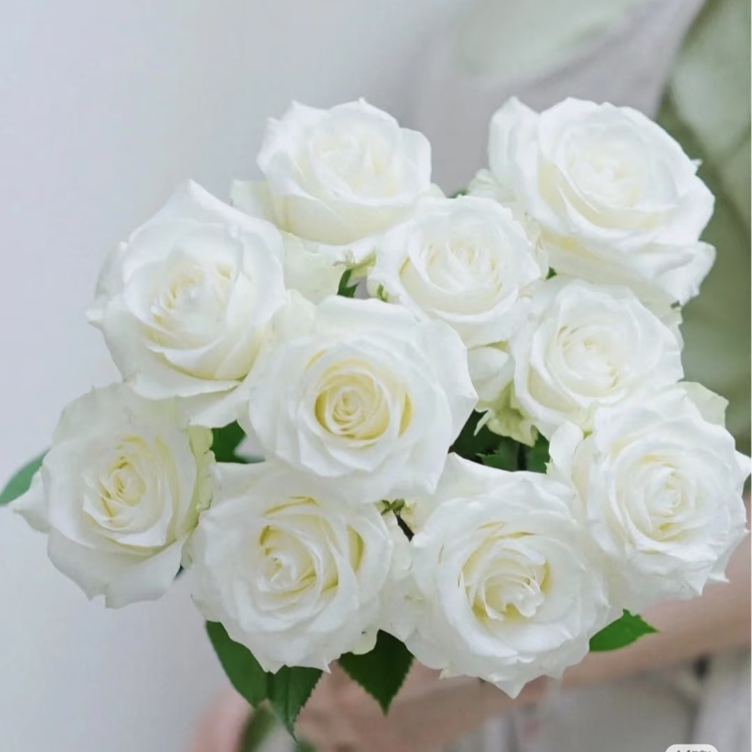 骄傲玫瑰10支一份