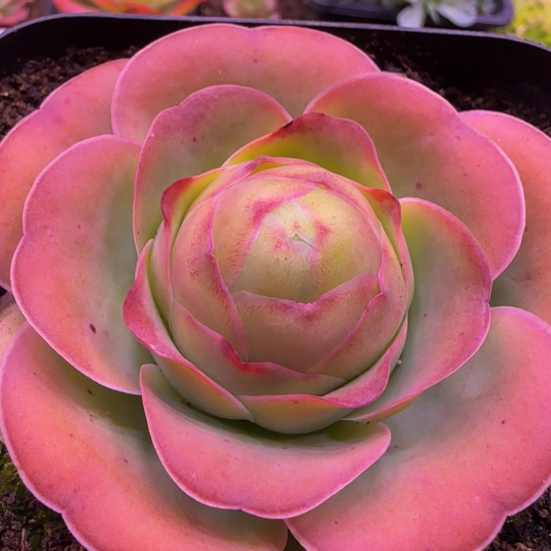 小丸子1323535646754353