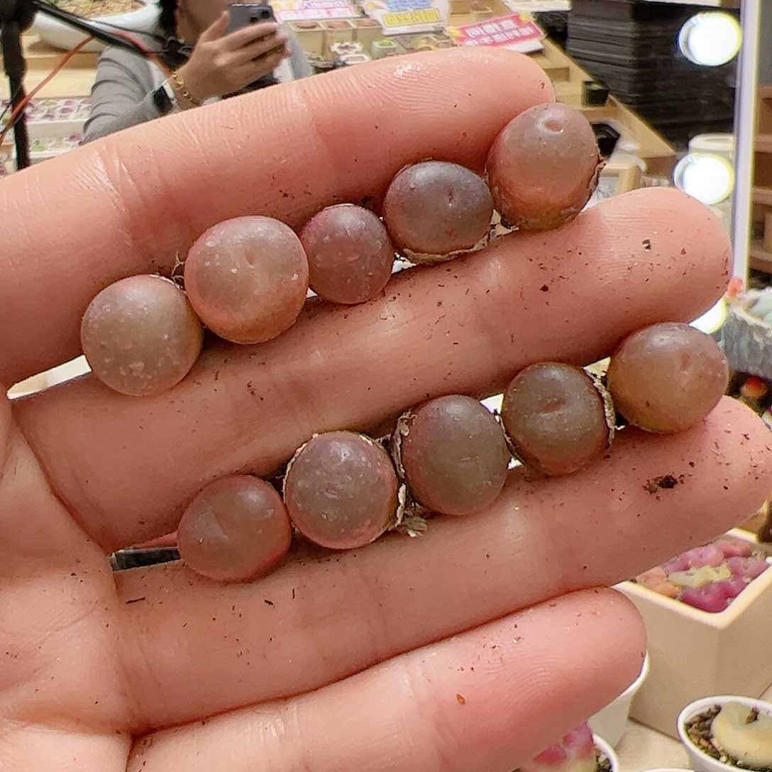 【闪购商品】40 超毛x10