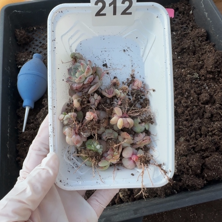 梦***-212 号王者系列duor一盒