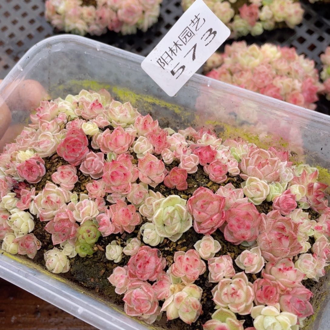 多肉植物多肉植物573