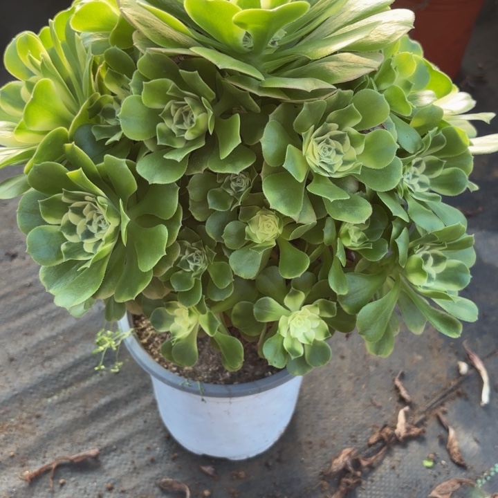 瑞妈多肉园艺235。辛尼亚，