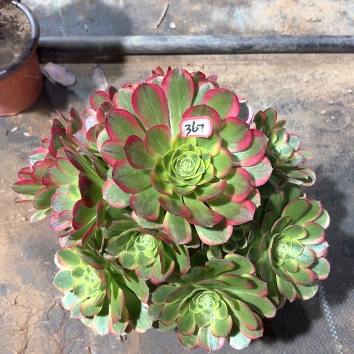 万奶白法师多肉367