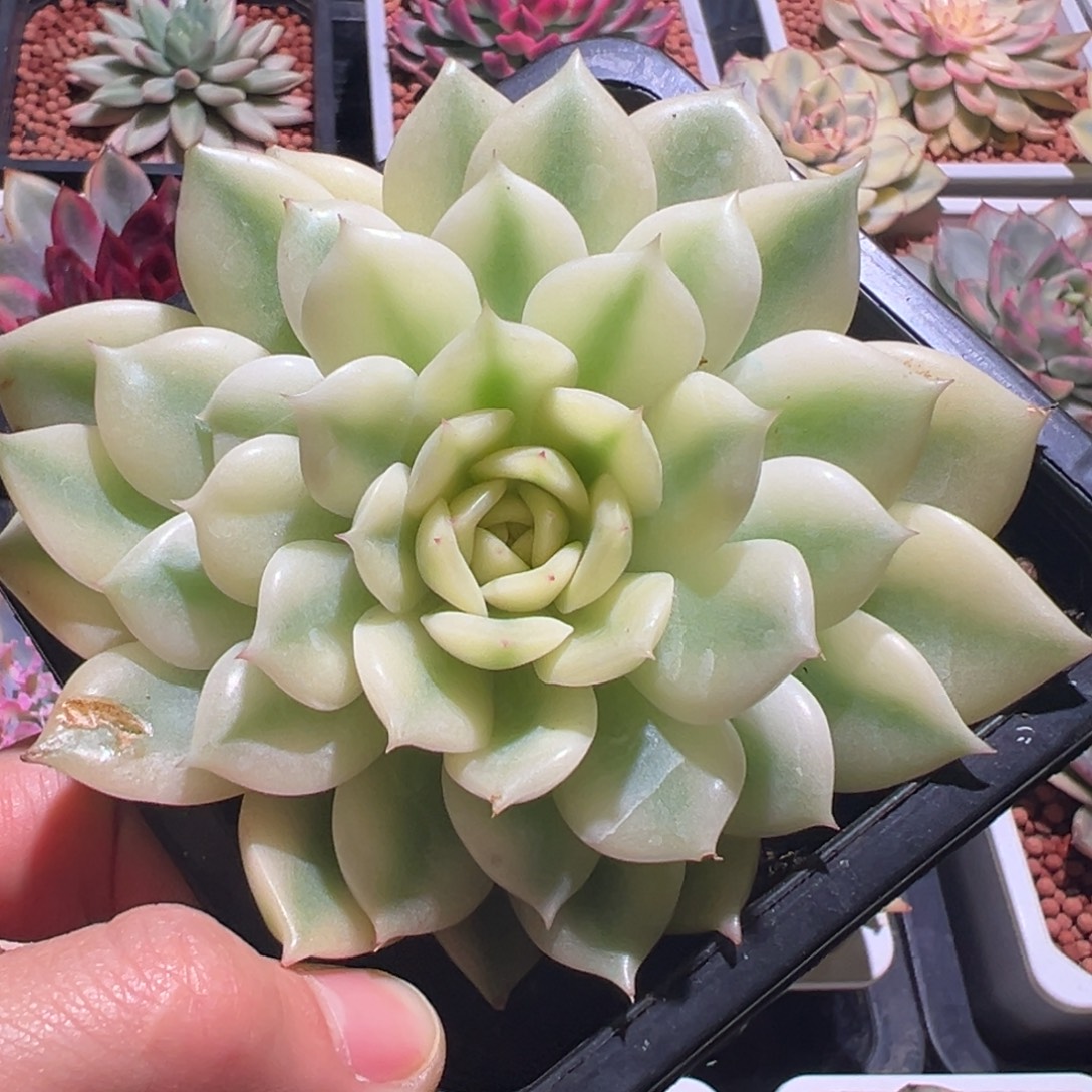 艾利卡锦，宽覆轮锦