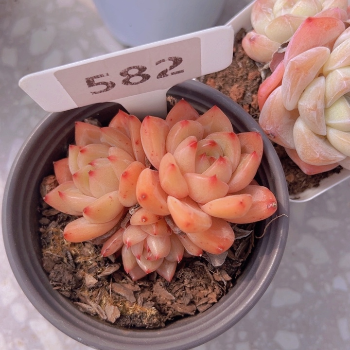 健健康康平平安安