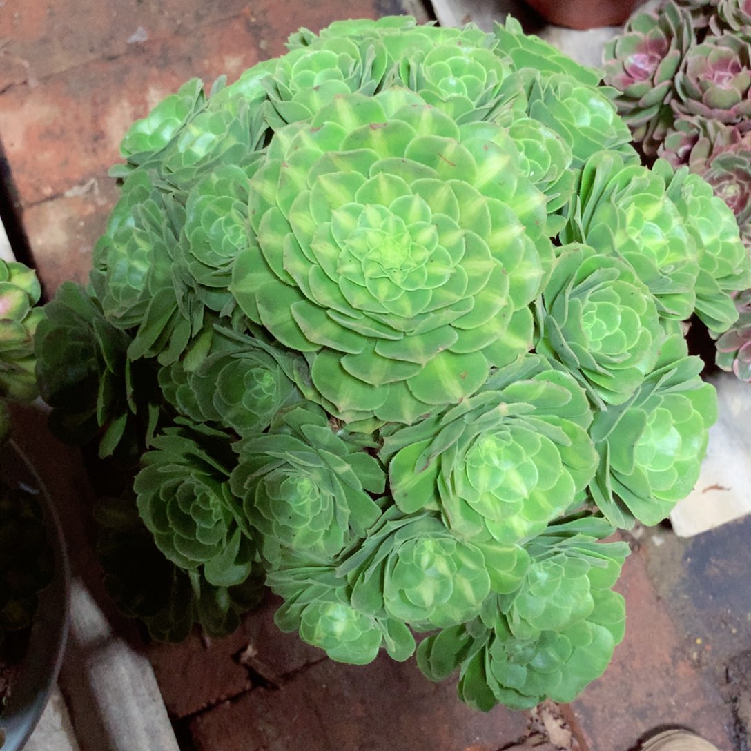 琉璃绿圆叶，多肉植物
