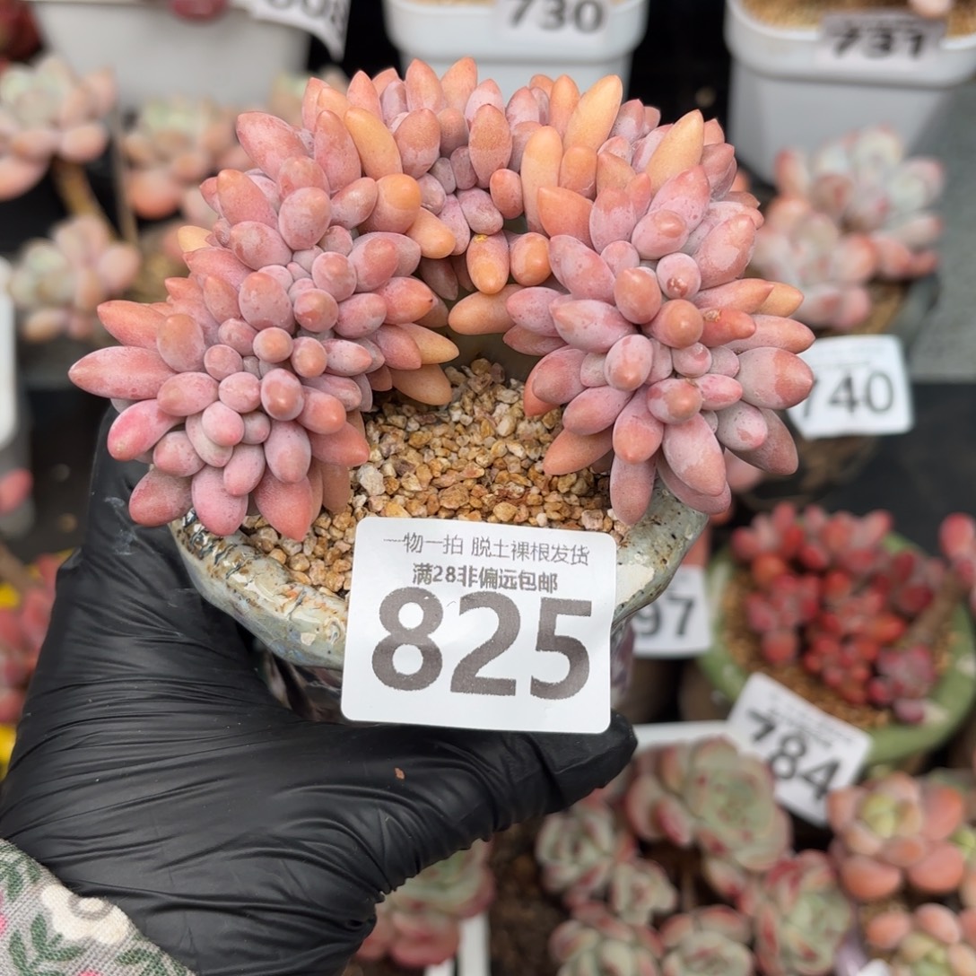 汤圆缀无盆土发货