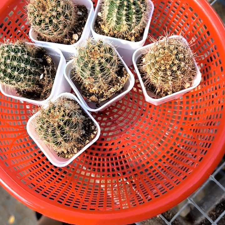 5元包邮多肉翘楚，仙人球小方盆