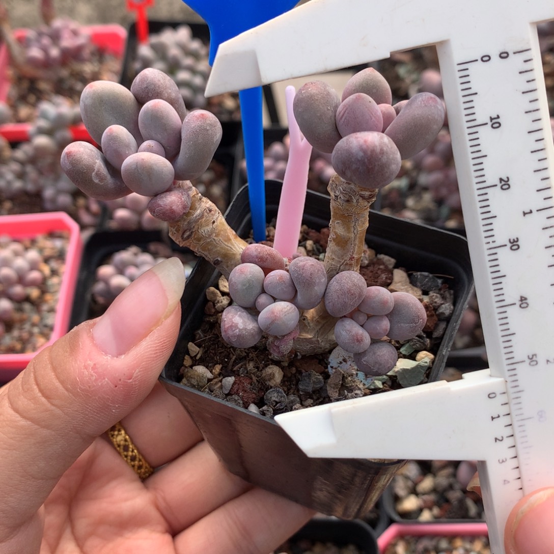 桃花仙子奶酪多肉植物