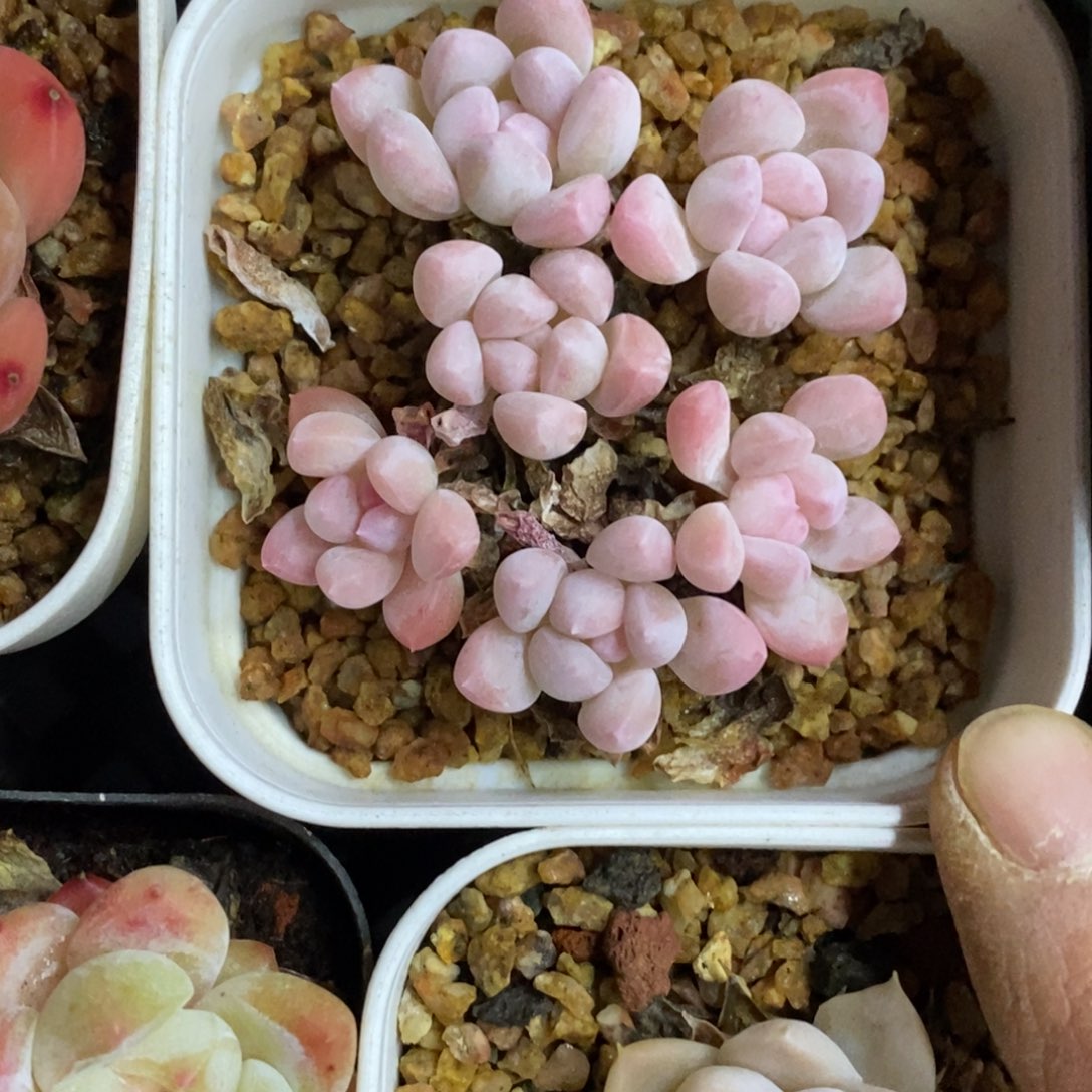 精品多肉一物一拍不包整108