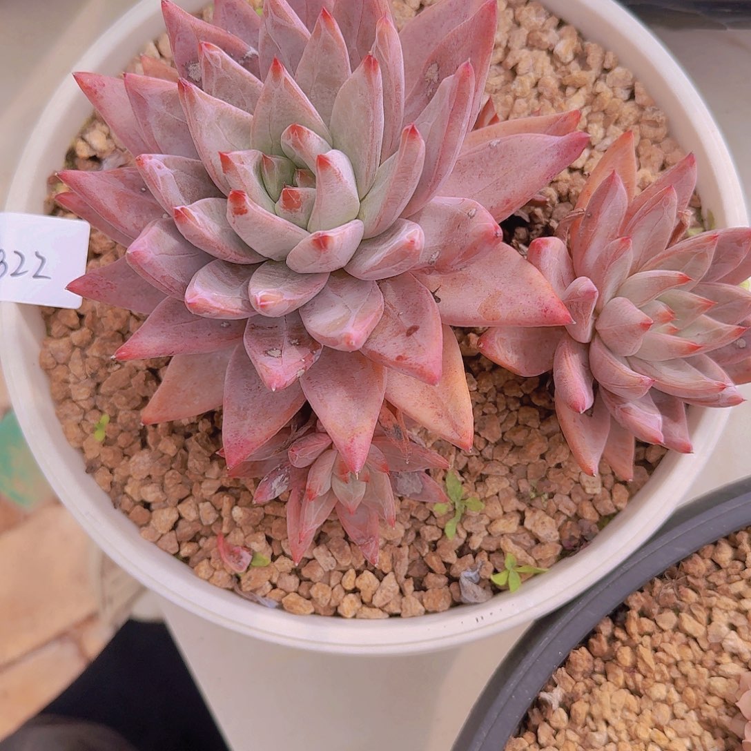 1822圣徒多肉植物