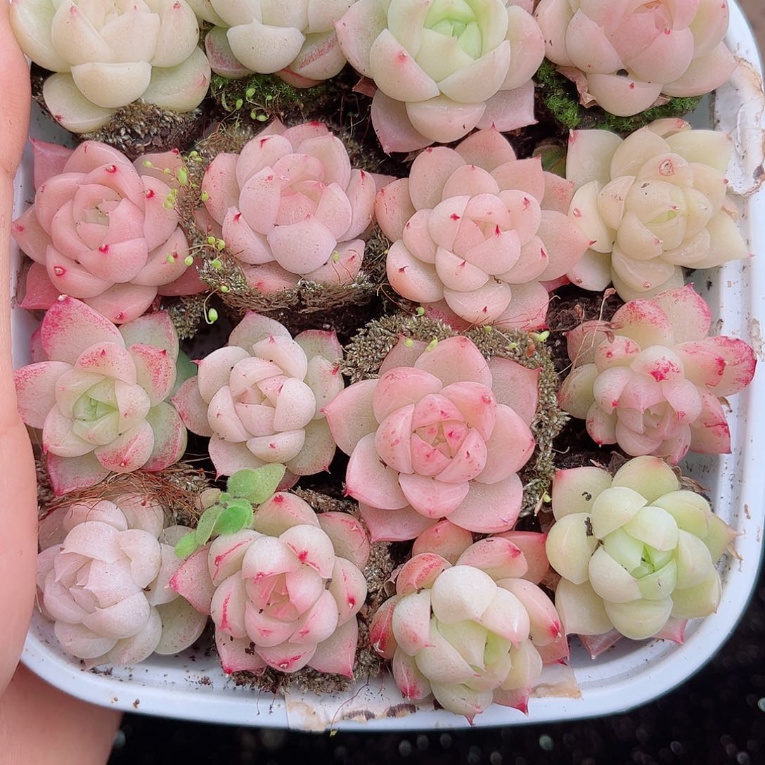 1-688 新疆西藏内蒙不发12.8包邮2-3公分多肉