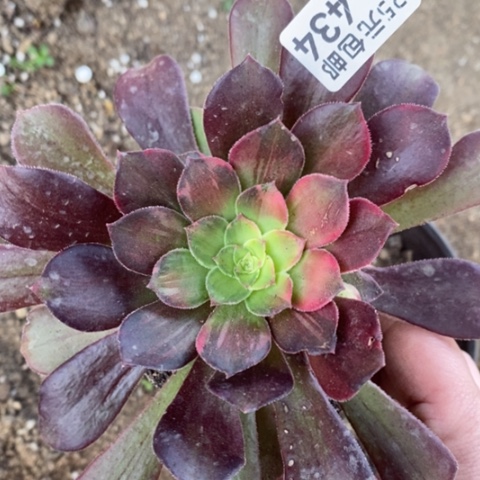 434绍羞七彩满25包邮多肉