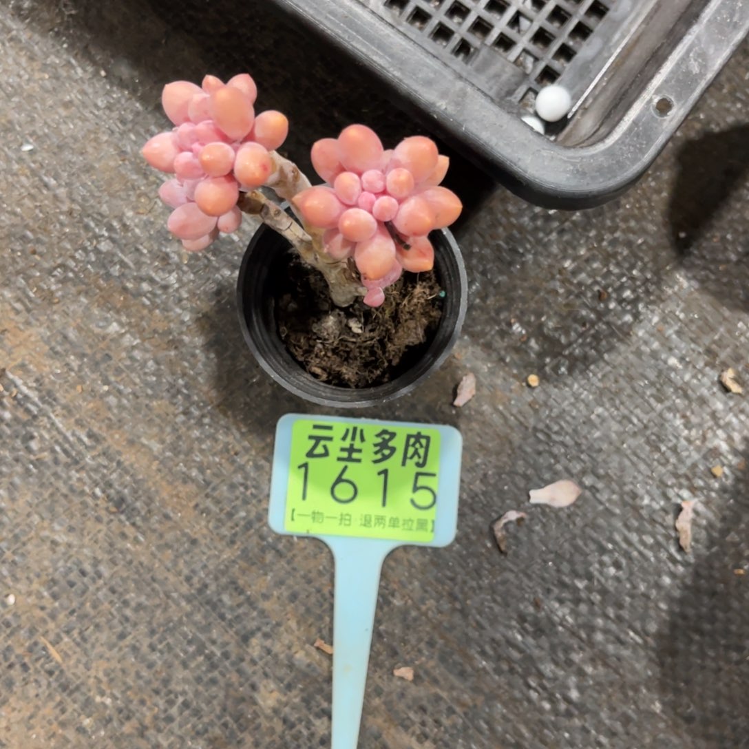 小***满云尘多肉一物一拍1615