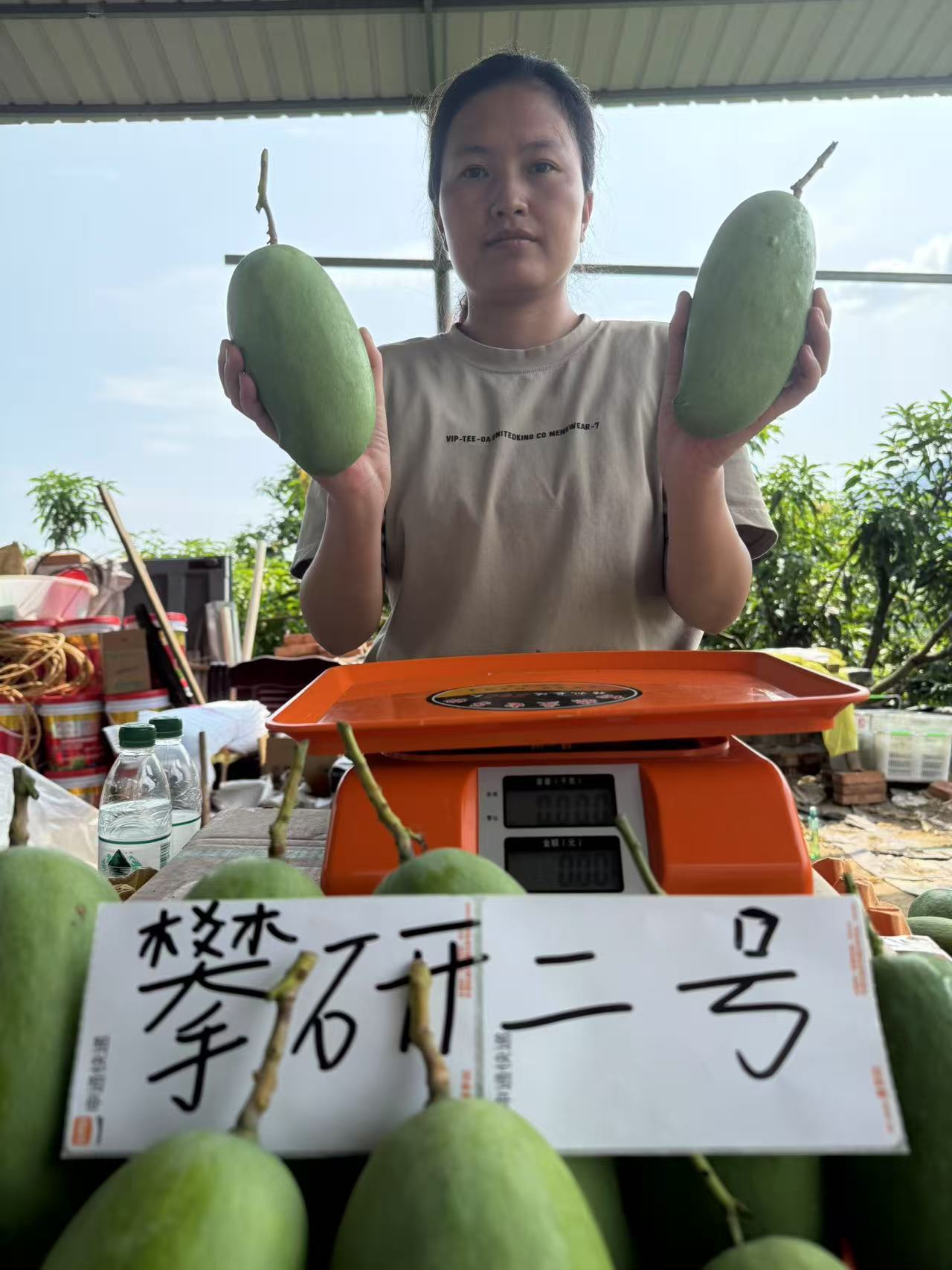 【攀研二号】攀枝花特产芒果香甜软糯整箱彩箱产地直发