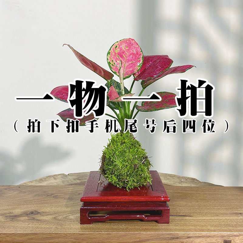 【一物一拍】桌面小绿植禅意绿植