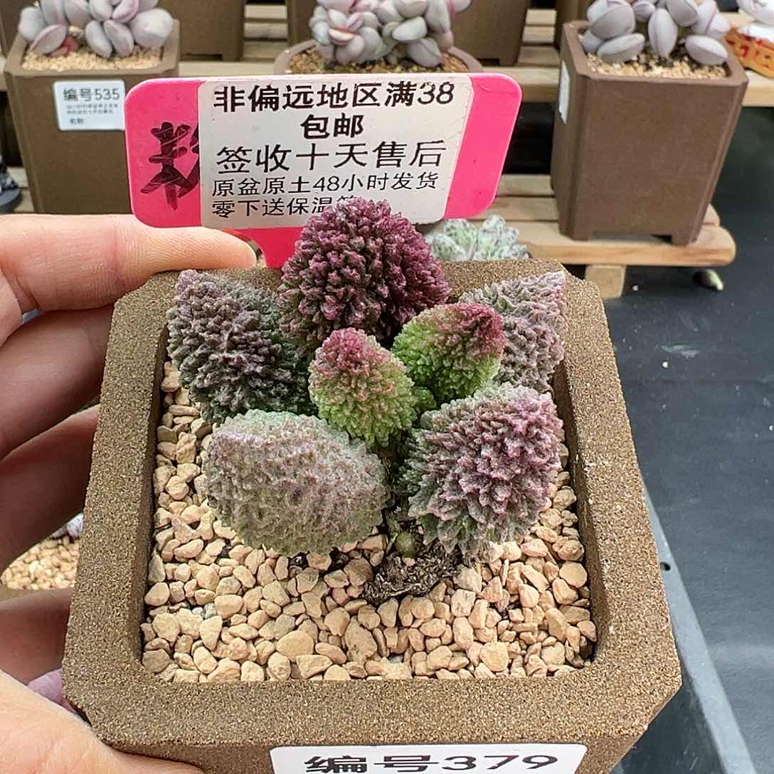 379朱紫玉多肉植物