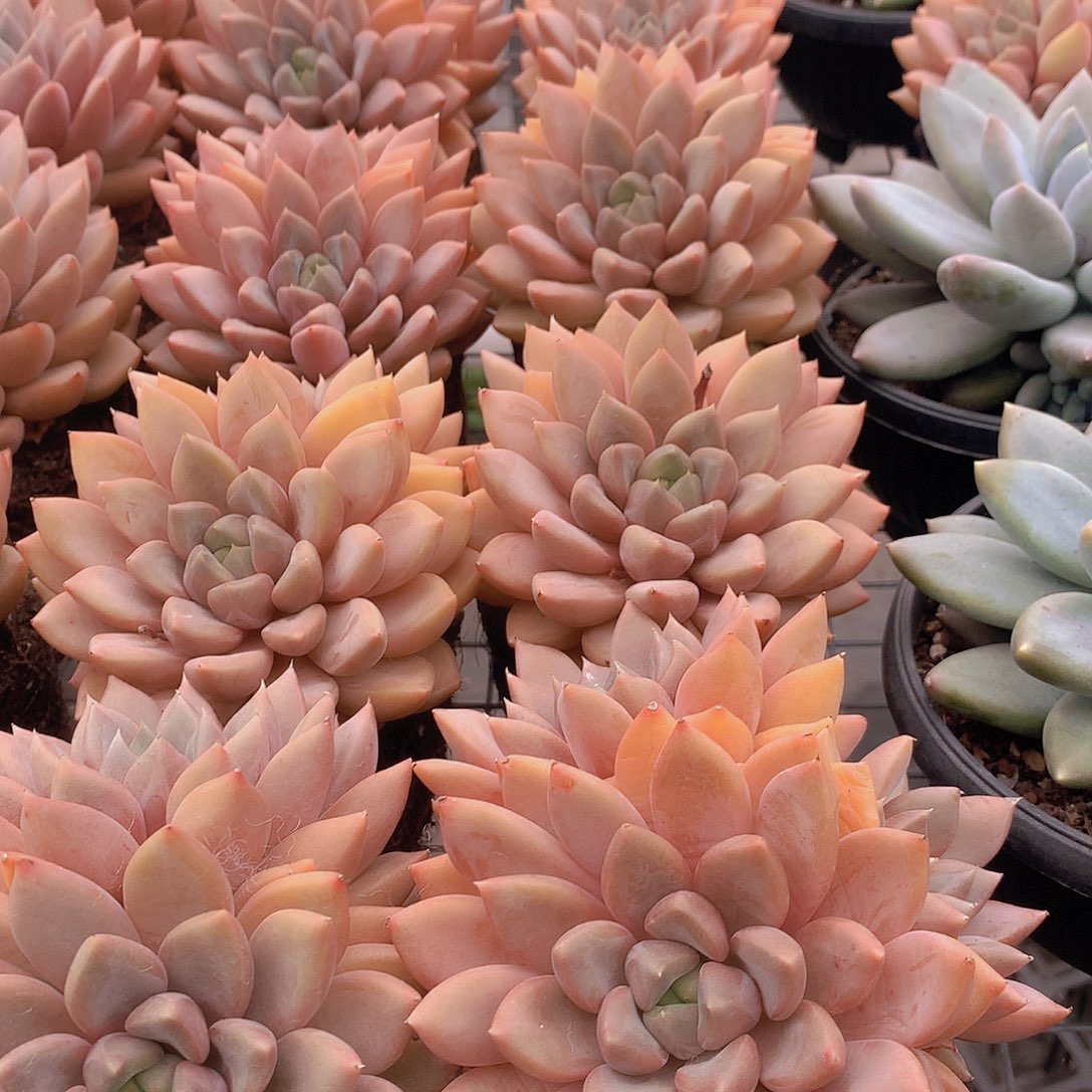 双头红象牙45678899990000