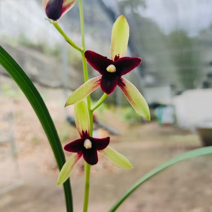 一物一拍兰花国兰四季兰建兰莲瓣兰春兰春剑秋榜送春寒兰杂交兰