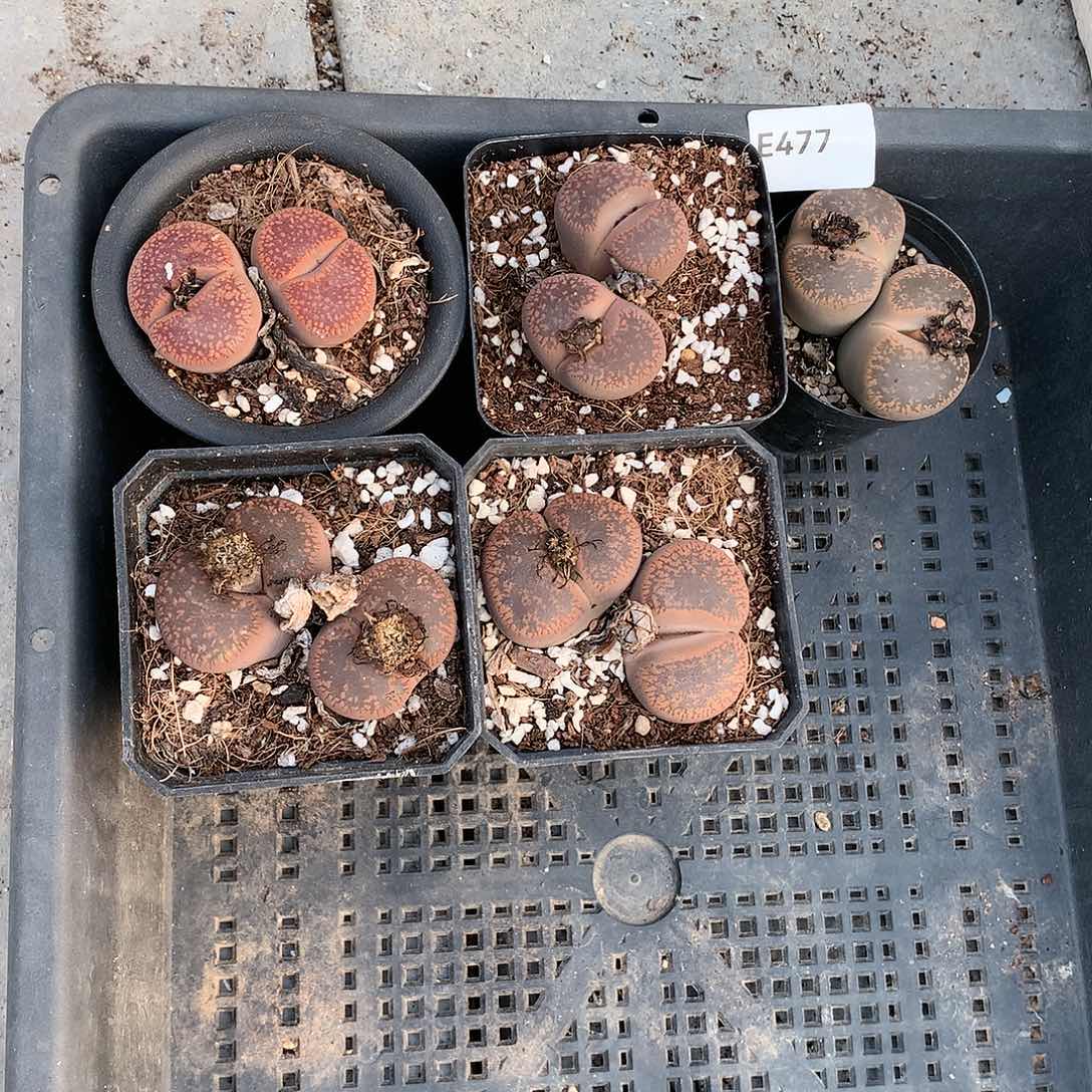 E477多肉植物保护