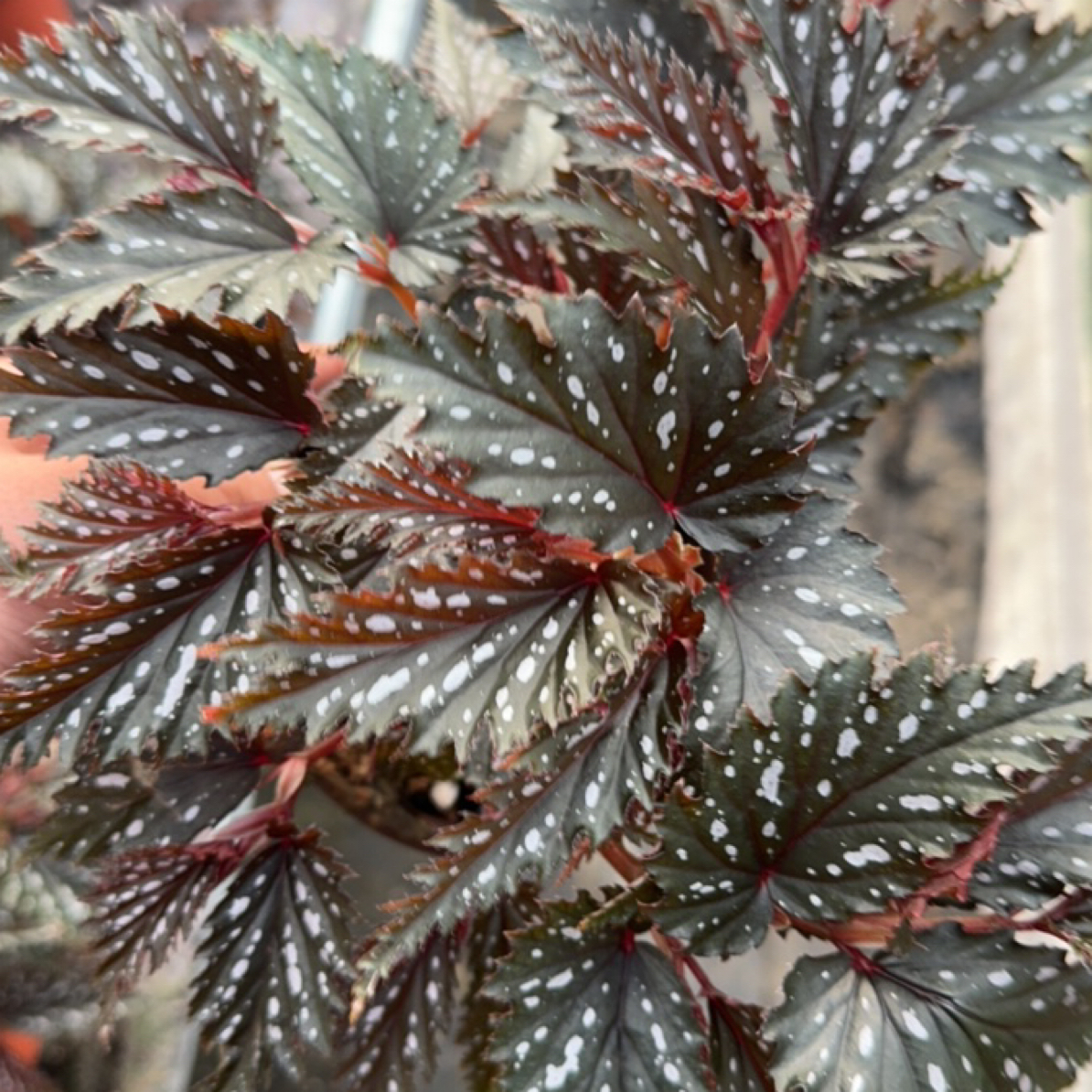 白点翅斑秋海棠室内多u年生高端观叶植物 室内办公室耐荫植物