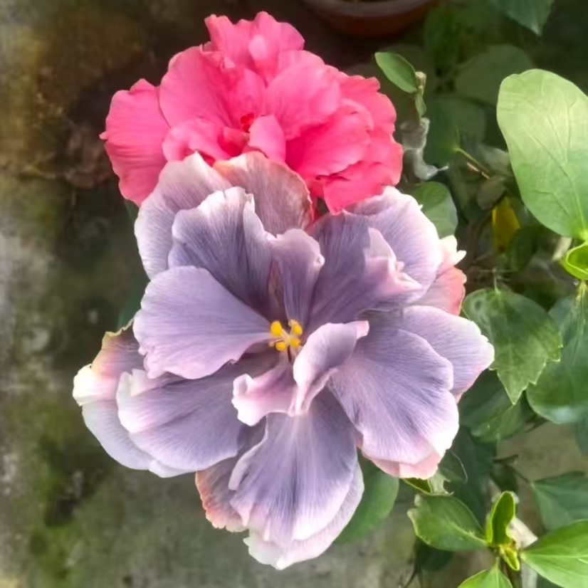 玛丽安查尔顿 大花重瓣花卉（直播间一物一拍  勿盲拍）