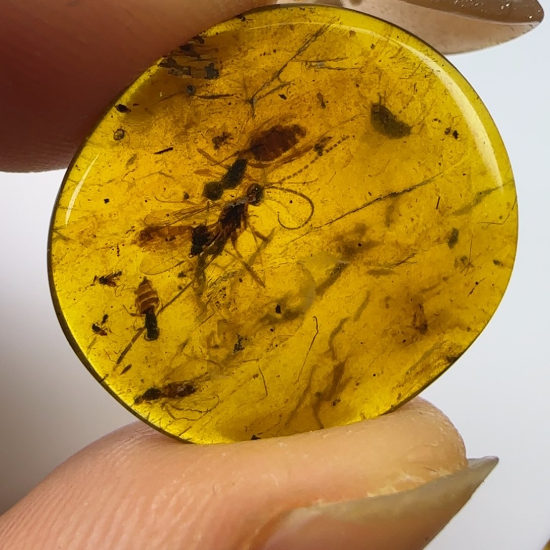 琥珀裸石未镶嵌蜂