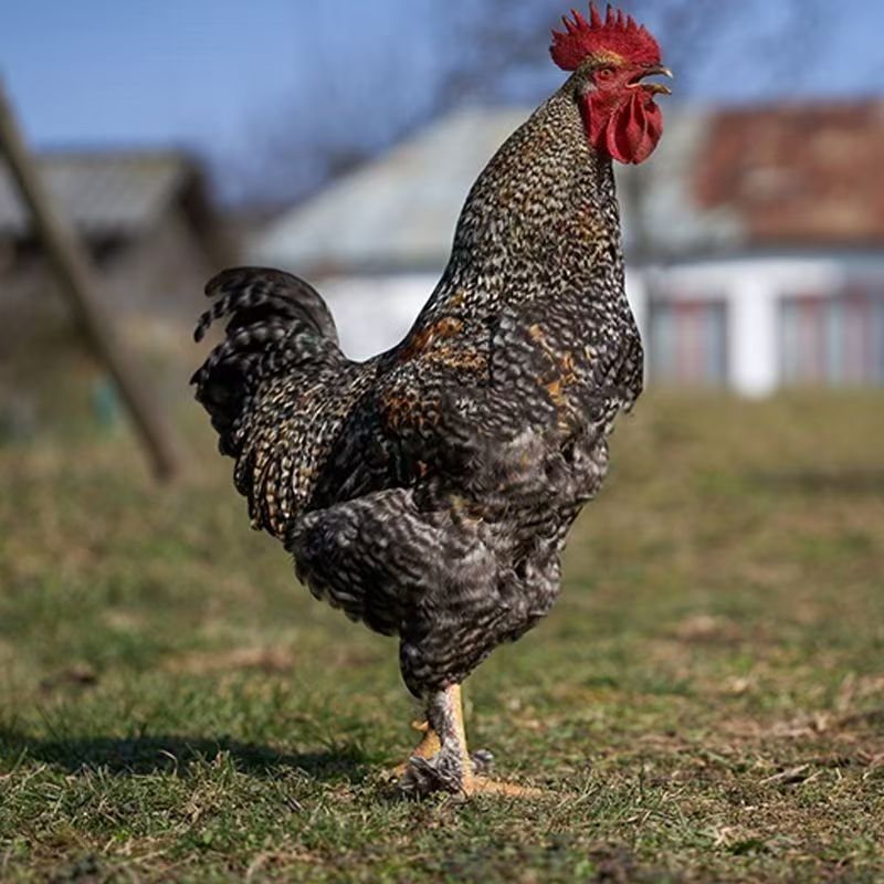 【2只】8-9.6斤汶上黑芦花公鸡农家散养肉质细腻