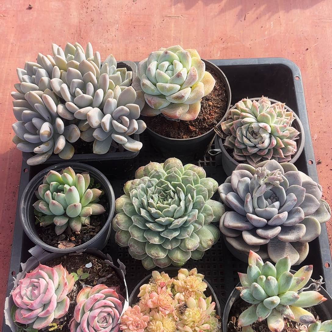 多肉植物宽拍826号