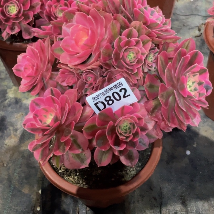 802女巫111111多肉