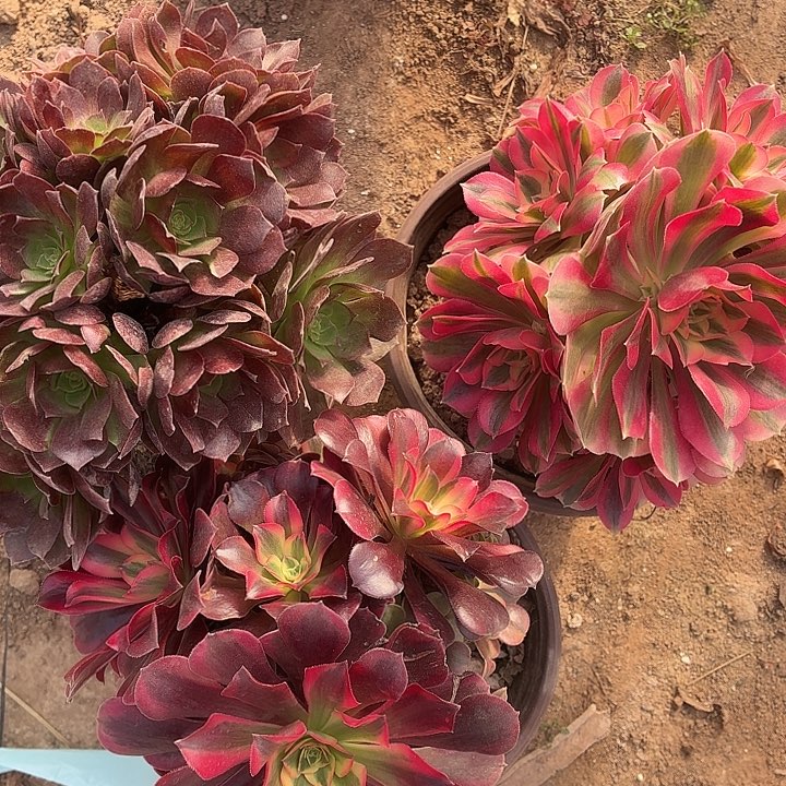 685号一物一拍3颗