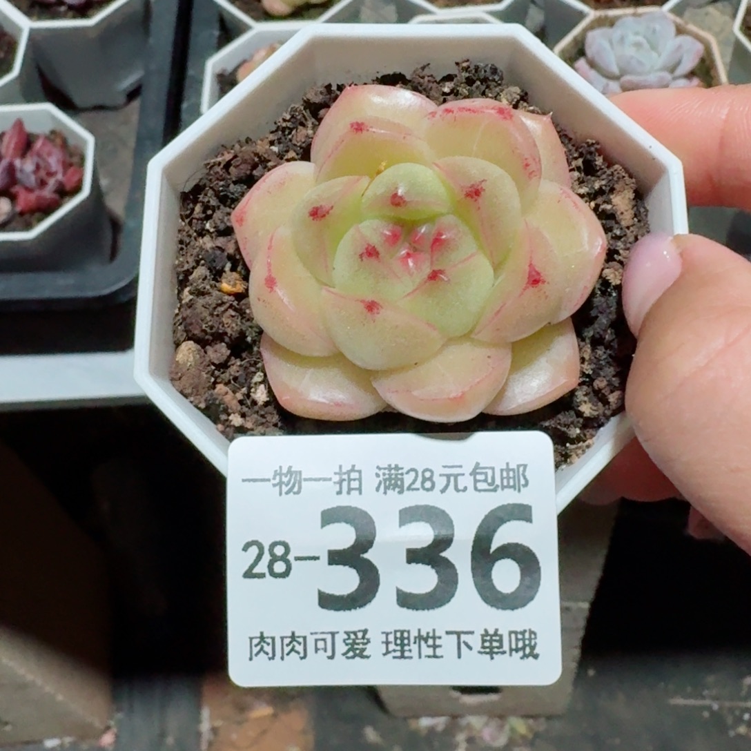 M100无盆土发货无盆土发货无