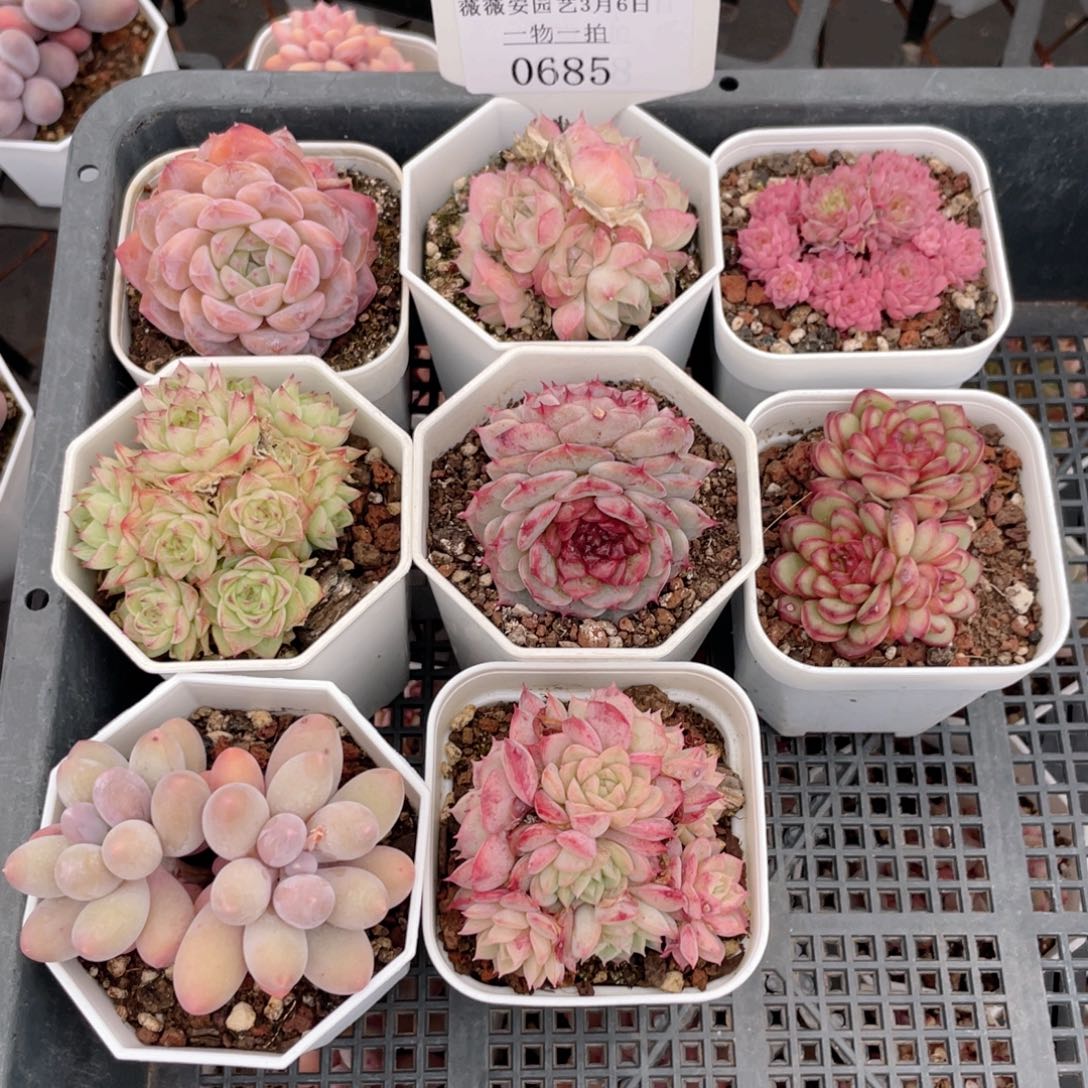 薇薇安园艺多肉0685