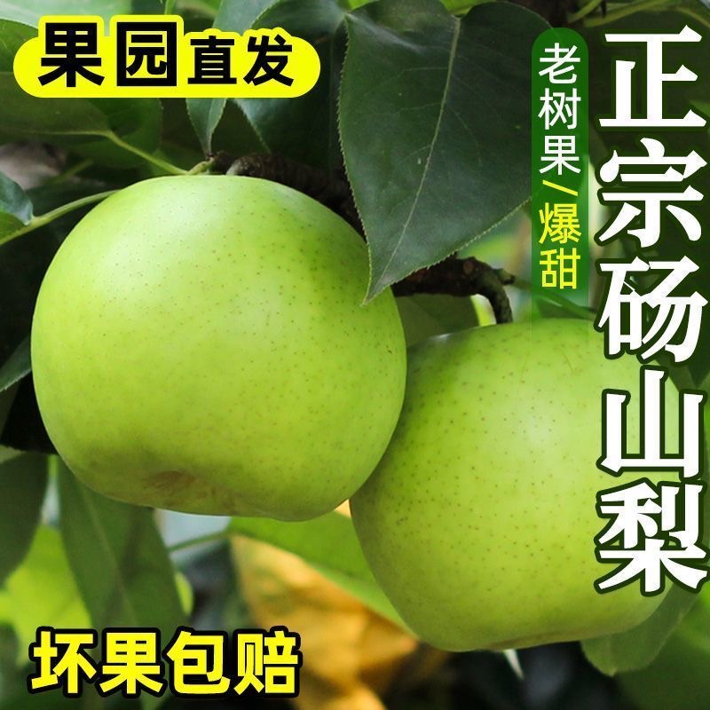 正宗砀山翠冠梨青皮蜜梨皇冠梨酥脆梨苹果梨应季新鲜水果现摘现发