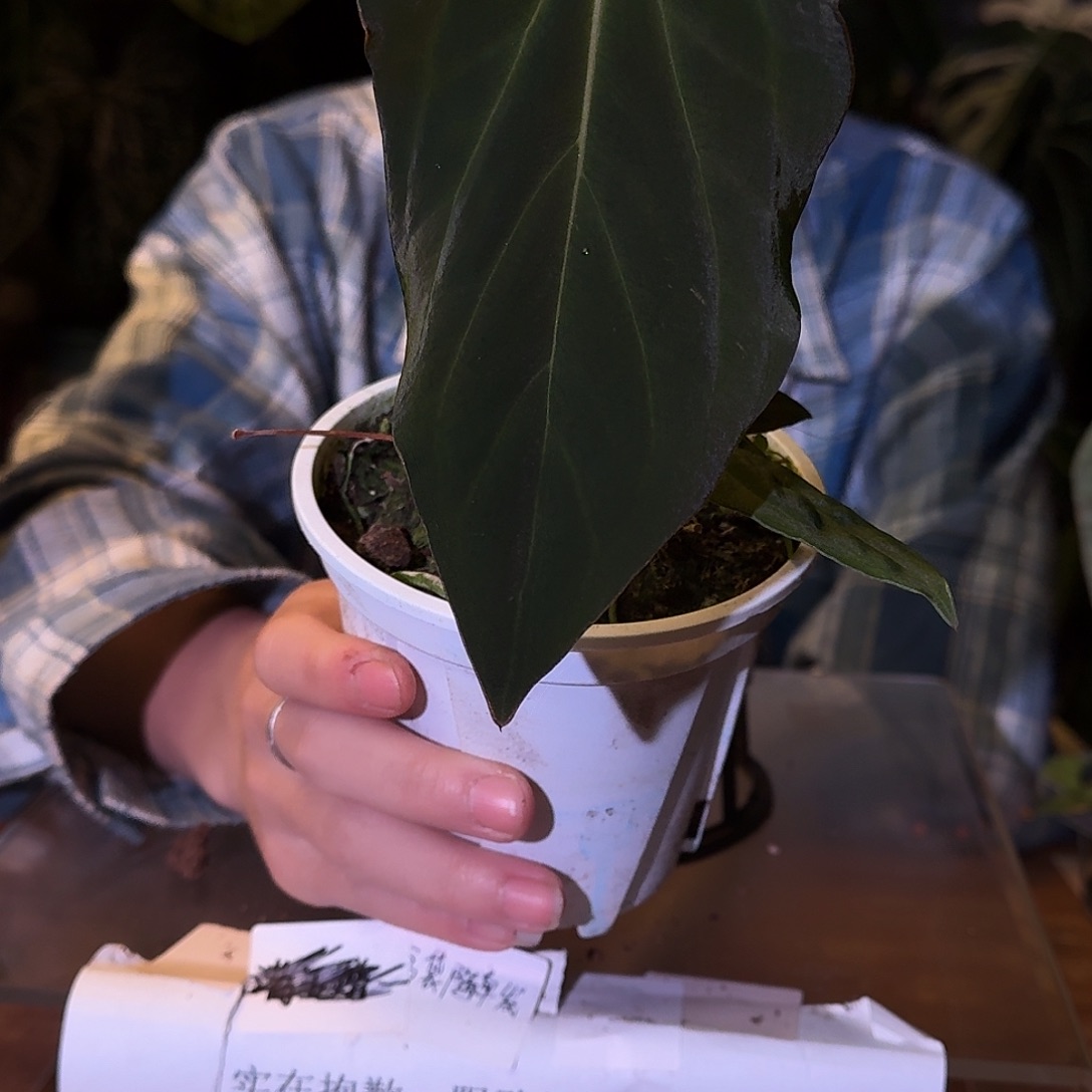 不开花植物D114bvep杂rl