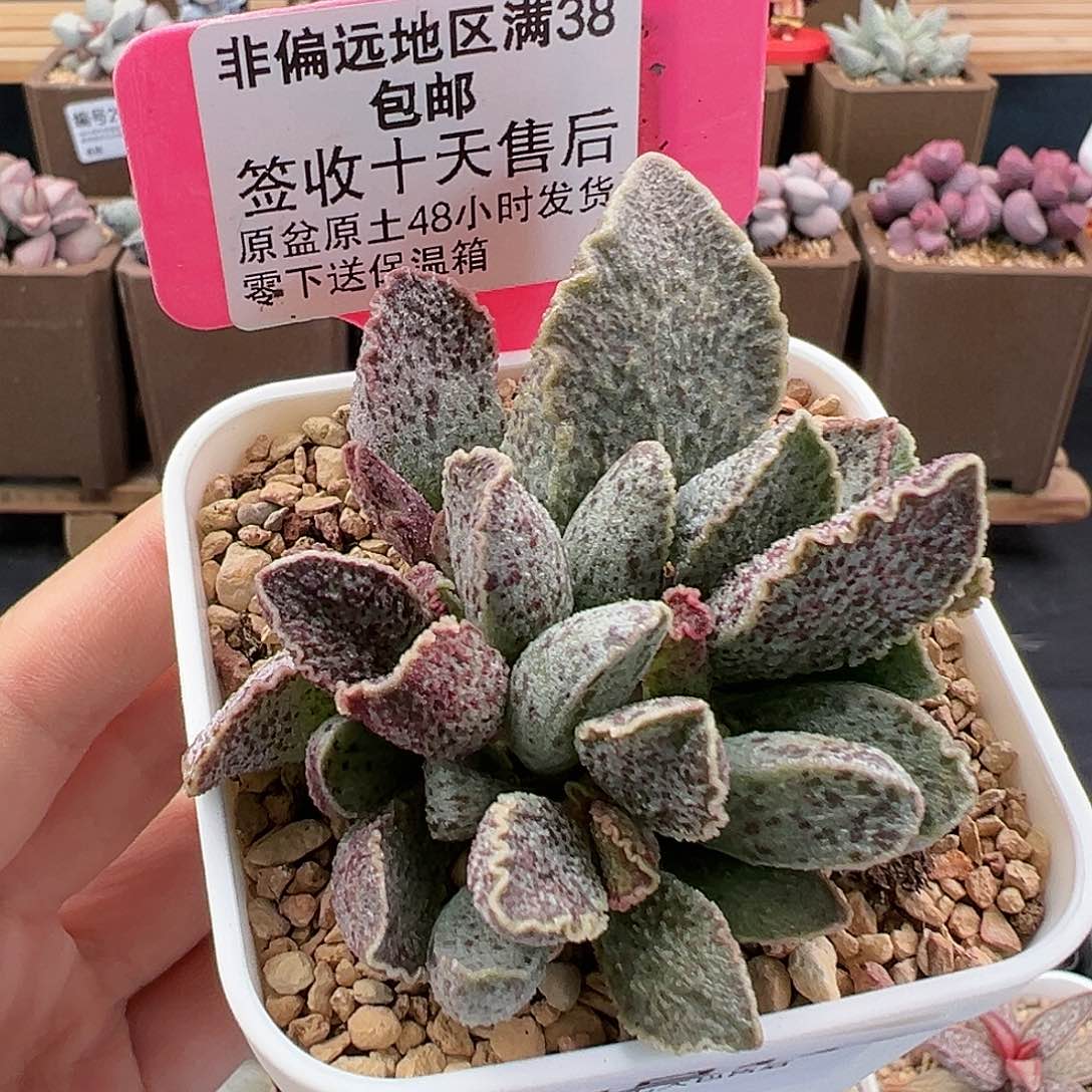 113草莓多肉植物