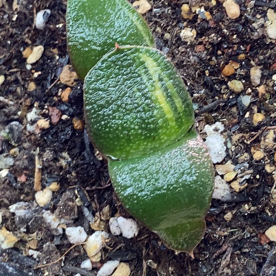 不带盆脱土裸根发货