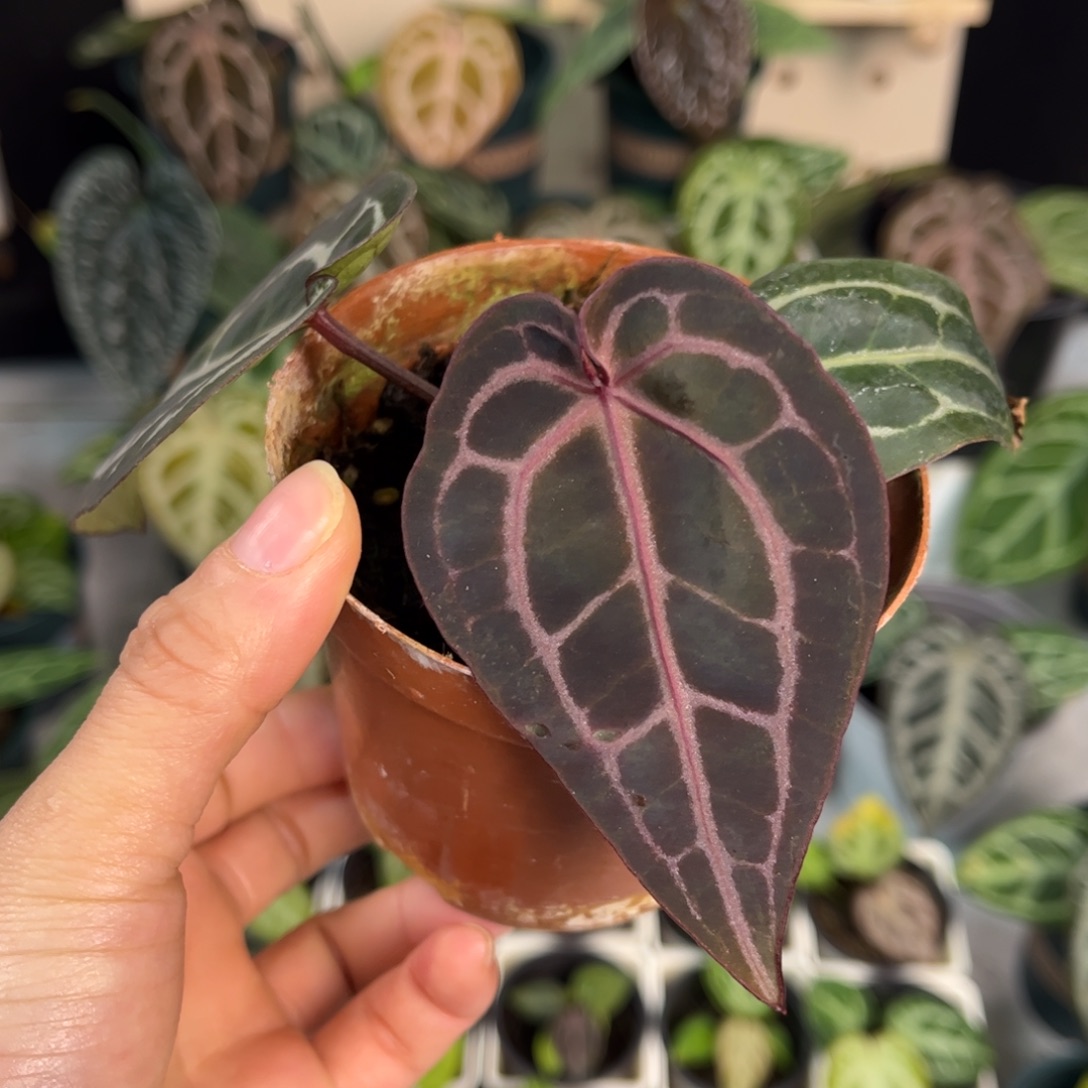 无花朵005 紫水晶