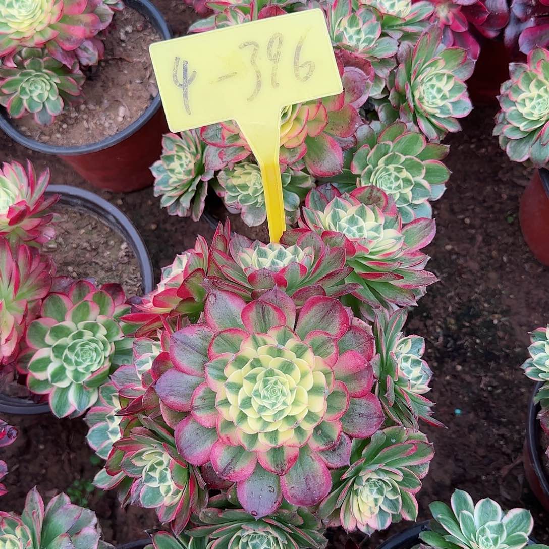 4-396海王多肉植物